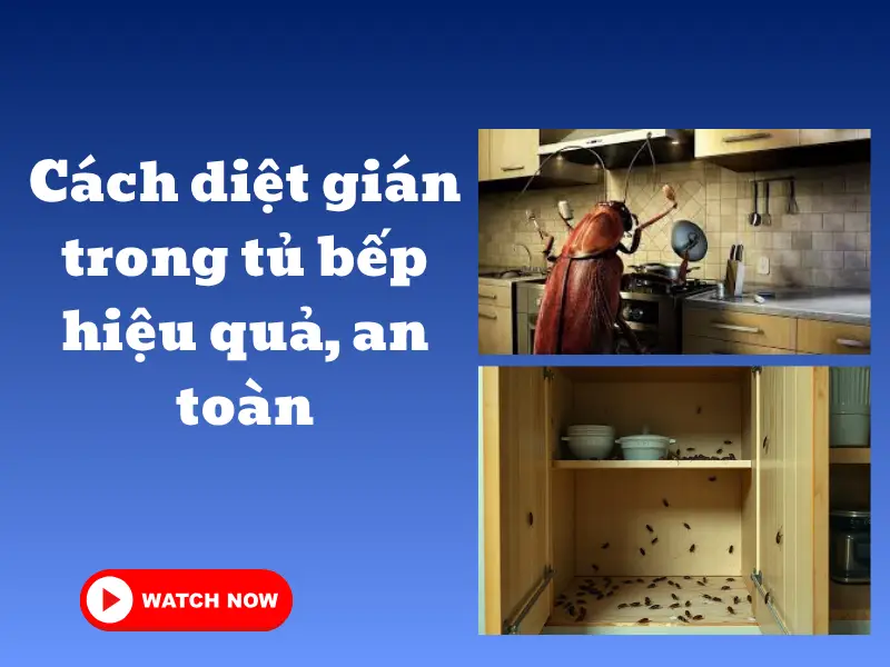 Cách diệt gián trong tủ bếp hiệu quả, an toàn