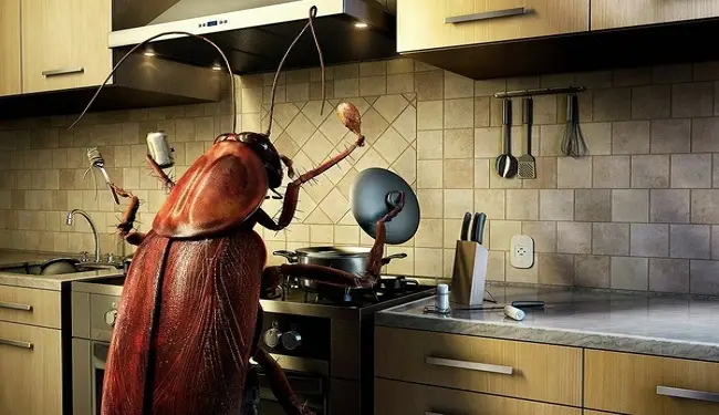 Cách diệt gián trong tủ bếp hiệu quả, an toàn